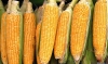 Foto 1 - Castilla y León participa en la creación de un novedoso snack de maíz saludable
