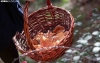 Una cesta con níscalos durante una campaña micológica en Soria. /SN