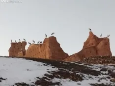 Cigüeñas en el castillo de Serón de Nágima. /Paz Martínez, Luisfer Cotela y Diego Martínez