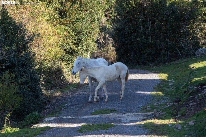 Primavera de enero en Soria
