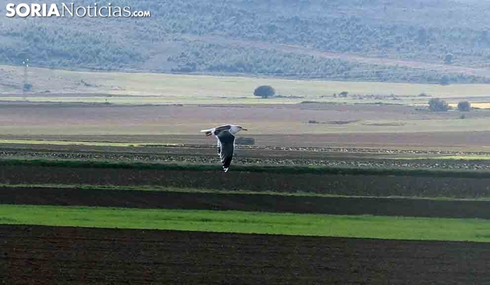 El embalse de la Cuerda del Pozo contabiliza en invierno 417 aves acuáticas