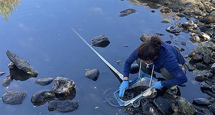Cesefor elimina especies exóticas invasoras en la cuenca del Tajo en el marco del LIFE Alnus Taejo 