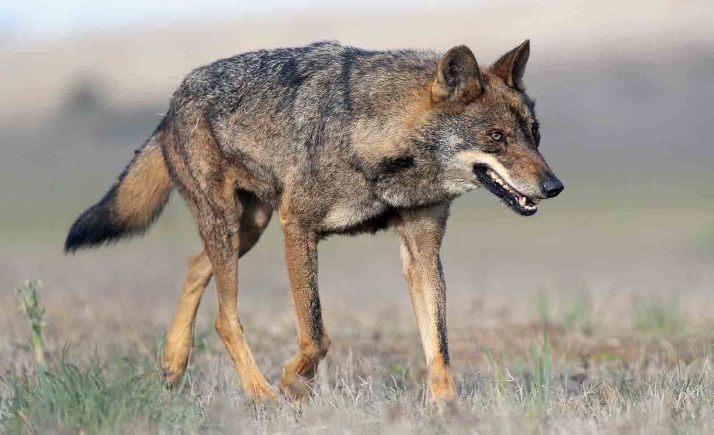 Castilla y León y sus OPAs urgen al Gobierno la rebaja del estatus de protección del lobo conforme al planteamiento de la CE