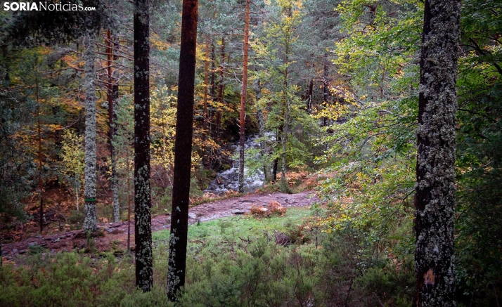 Castilla y León lidera la gestión forestal y sostenibilidad en España