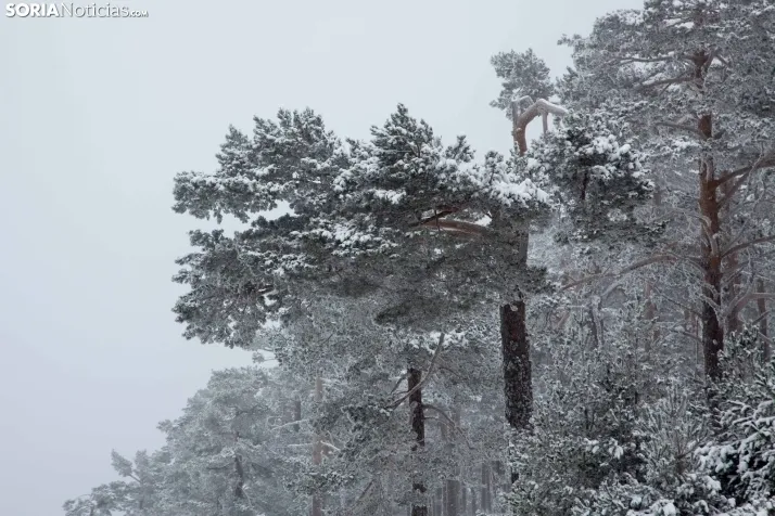 Nieve en Soria