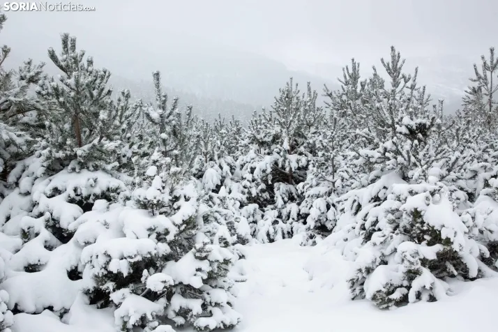 Nieve en Soria