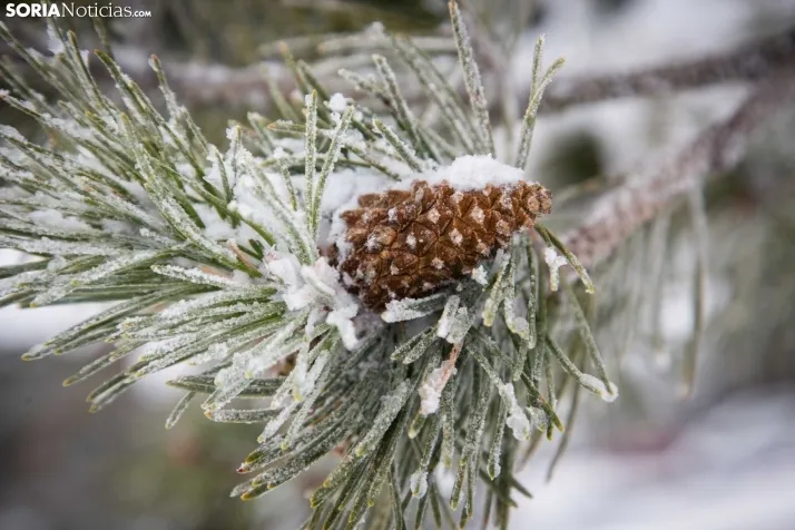 Nieve en Soria