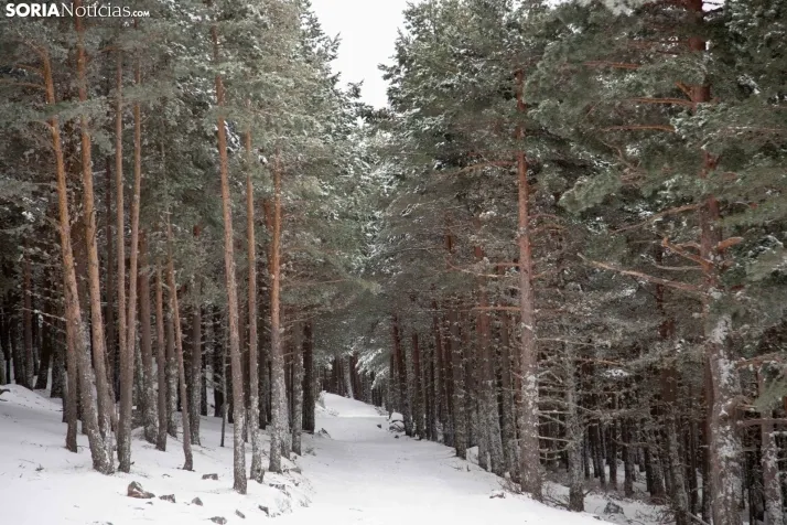 Nieve en Soria