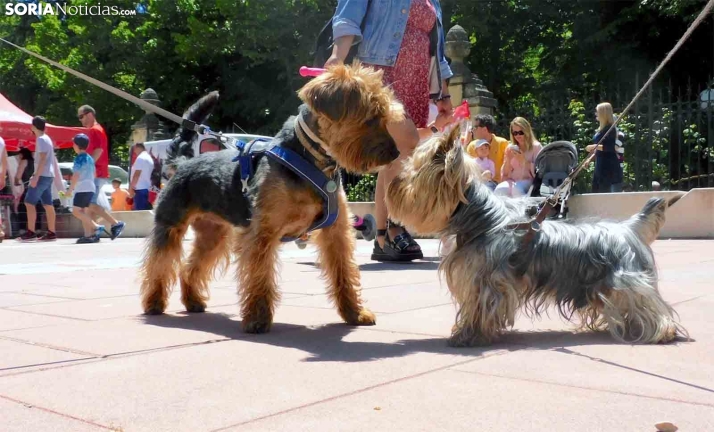 Consejos de los veterinarios de Castilla y León para el cuidado de mascotas en el Día de San Antón