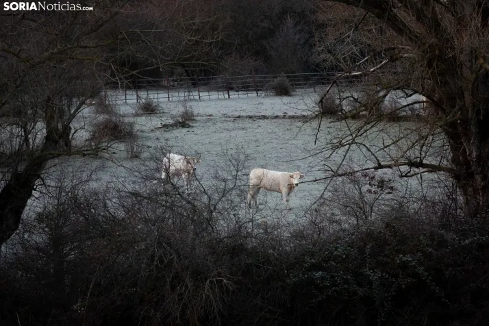 Postales de enero en Soria