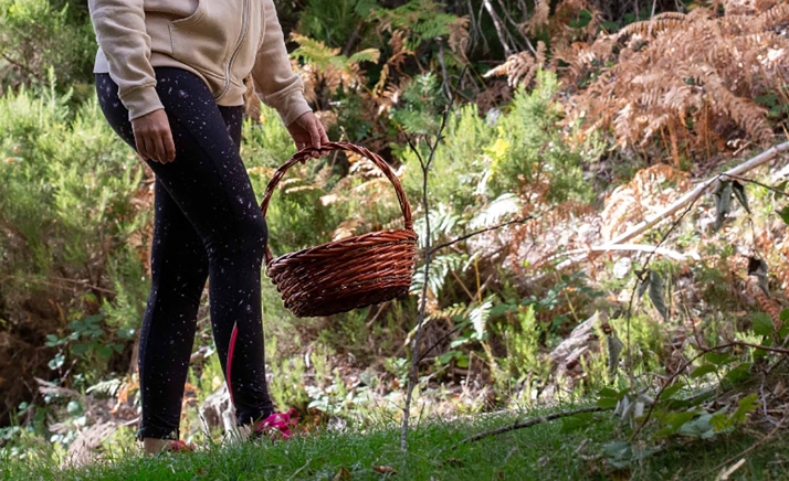 Abre la expedición de permisos para recolectar setas en Soria