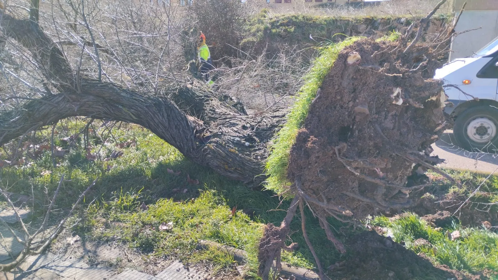 Foto 8 - Fotos: El viento causa estragos en Soria