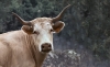 Foto 1 - Fallece  al ser embestido por una vaca en Valladolid