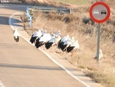 Las cigüeñas paran en Monteagudo. /Carlos González