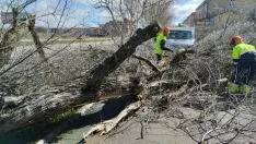 Foto 12 - Fotos: El viento causa estragos en Soria