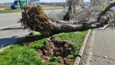 Foto 13 - Fotos: El viento causa estragos en Soria