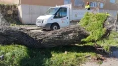 Foto 9 - Fotos: El viento causa estragos en Soria