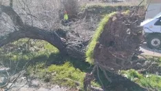 Foto 8 - Fotos: El viento causa estragos en Soria