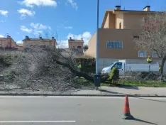 Foto 7 - Fotos: El viento causa estragos en Soria