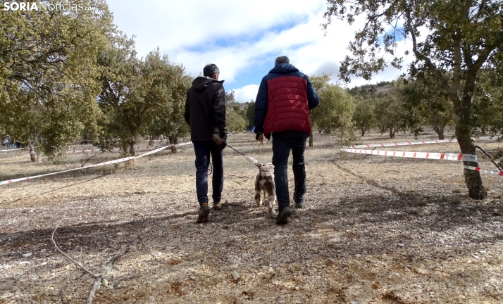 Castilla y León convoca ayudas al fomento de plantaciones de especies con producciones forestales de alto valor por cerca de 1 M&euro;