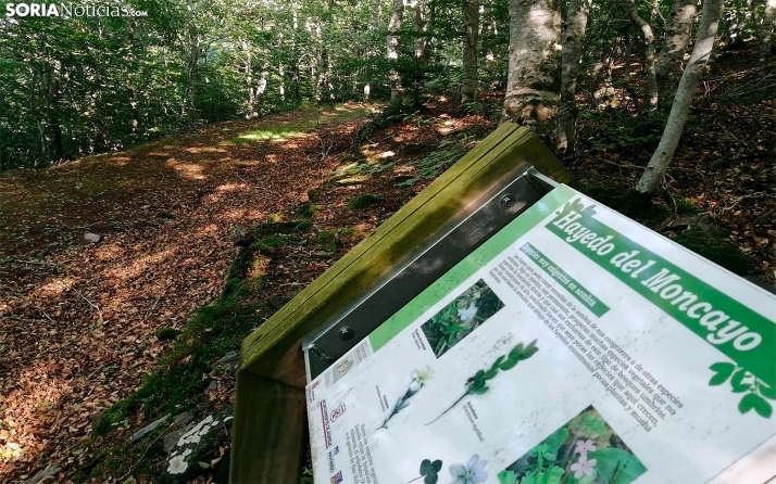 Castilla y León promocionará el sector forestal con actuaciones por 300.000 &euro;