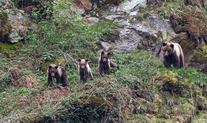 Las hembras de oso pardo escogen las oseras en función del riesgo de infanticidio 