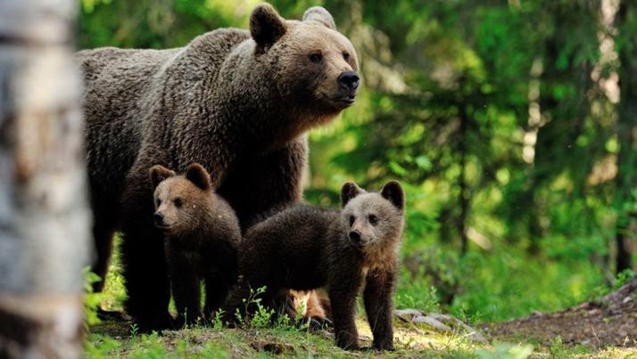 La conservación del oso pardo en Castilla y León protagoniza un reportaje internacional en Reuters