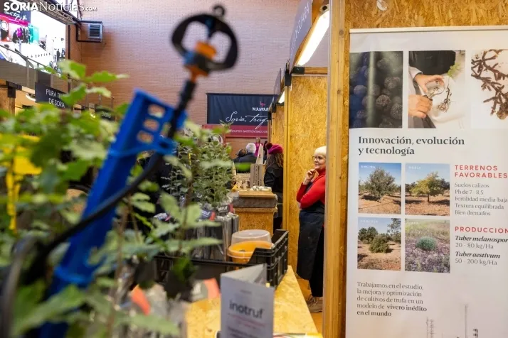 GALER&Iacute;A | Abejar inaugura su XXI Feria de la Trufa bajo la atenta mirada de cientos de personas
