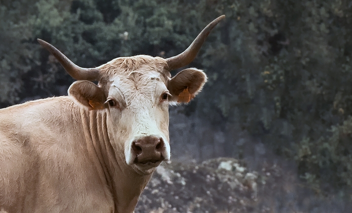 Fallece  al ser embestido por una vaca en Valladolid