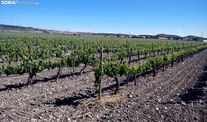 Castilla y León participa en un innovador proyecto europeo para mejorar los paisajes vitivinícolas y su conservación