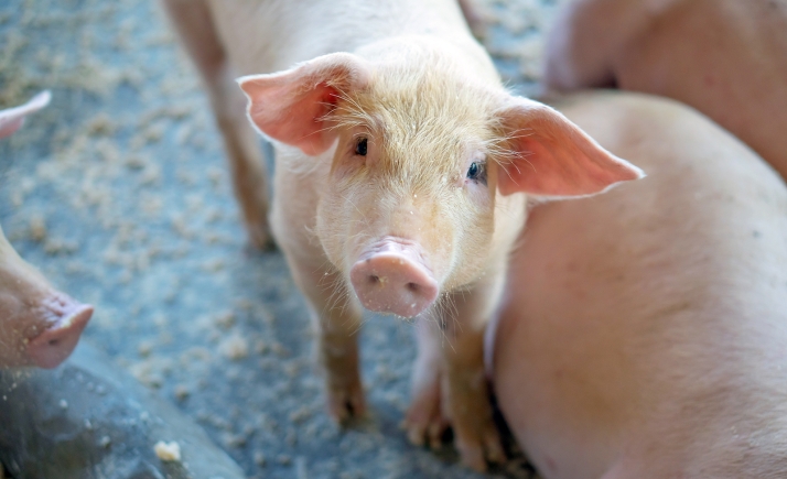 Castilla y León estudia soluciones naturales para mejorar la salud del ganado porcino, su nutrición y la disminución de emisiones