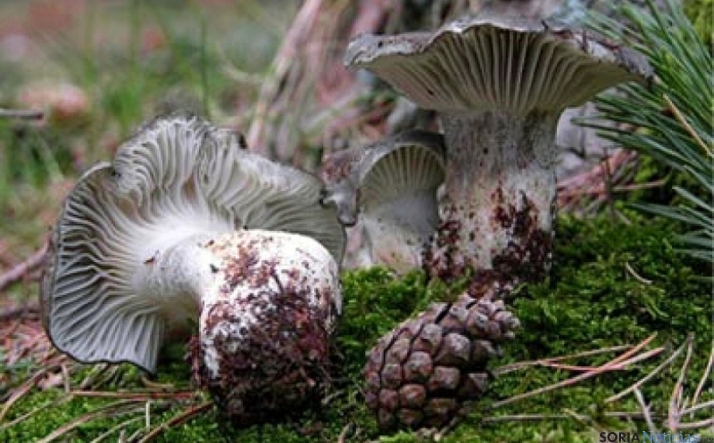 Así está el precio de las setas en pleno mes de marzo: Proliferan los marzuelos