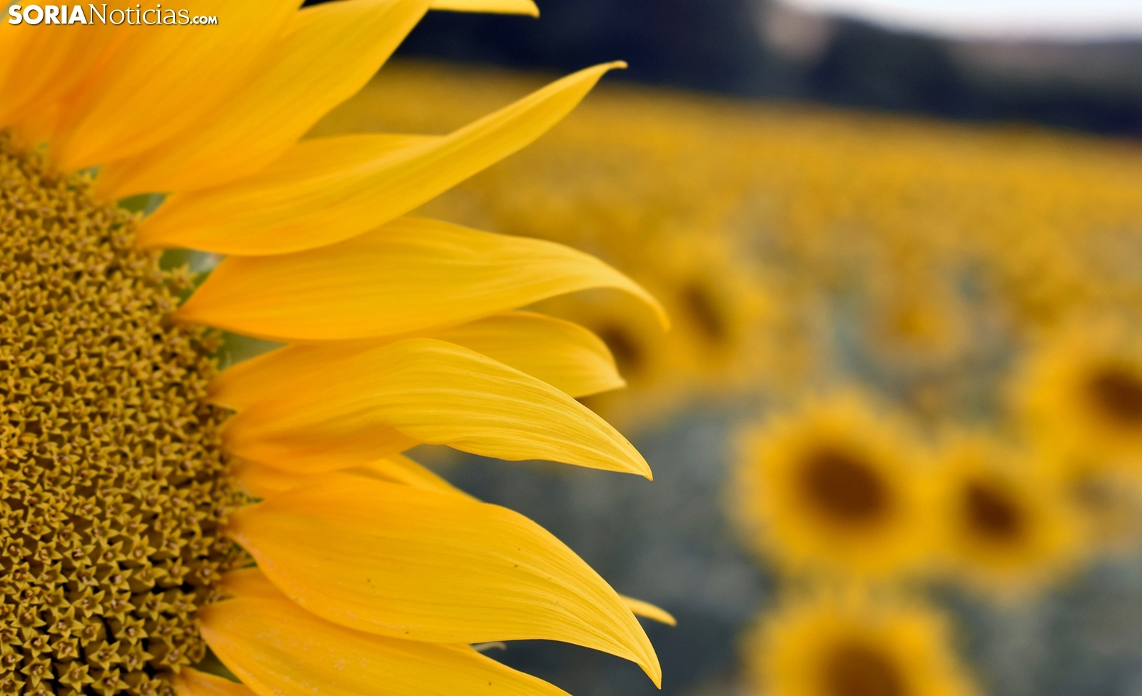 ASAJA Soria aplaude la reducción de módulos fiscales para el campo, pero reclama que falta el girasol