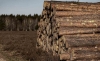 Foto 1 - La Junta licita en Soria el aprovechamiento de 10 lotes de madera valorados en 378.000 &euro;