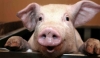 Foto 1 - El TSJCyL confirma la condena a tres años de cárcel por estafar a un industrial con la venta de 800 cerdos en Salamanca