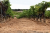 Foto 1 - Ya se puede acceder a la convocatoria de ayudas para la reestructuración de viñedos en Castilla y León