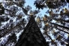 Selección del pino mayo en Duruelo de la Sierra. 