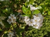 Los cerezos, en flor en Soria.
