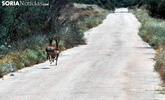 Soria, la provincia con mayor tasa de siniestralidad en el tráfico por fauna de las carreteras de Castilla y León