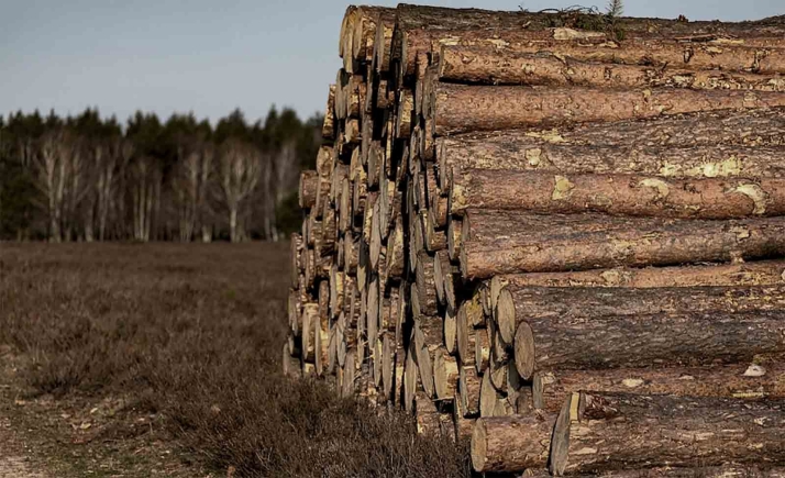 La Junta licita en Soria el aprovechamiento de 10 lotes de madera valorados en 378.000 €