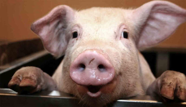 El TSJCyL confirma la condena a tres años de cárcel por estafar a un industrial con la venta de 800 cerdos en Salamanca