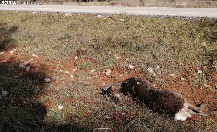 ASAJA Soria denuncia los cuatro accidentes diarios por fauna silvestre en las carreteras sorianas