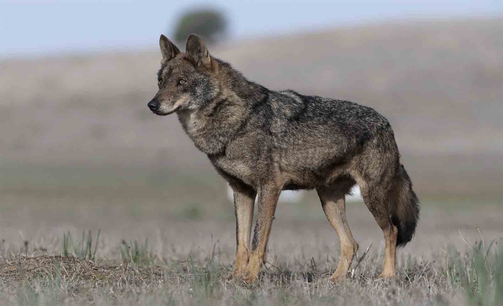 El Senado vota mañana la toma la consideracón de una propuesta sobre la conservación y cohabitación del lobo con la ganadería extensiva