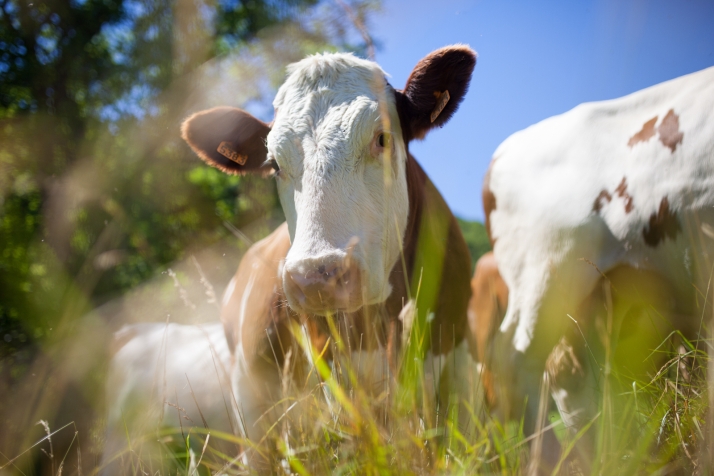 Levantadas las restricciones de movimiento a pastos de ganado bovino en esta provincia de Castilla y León