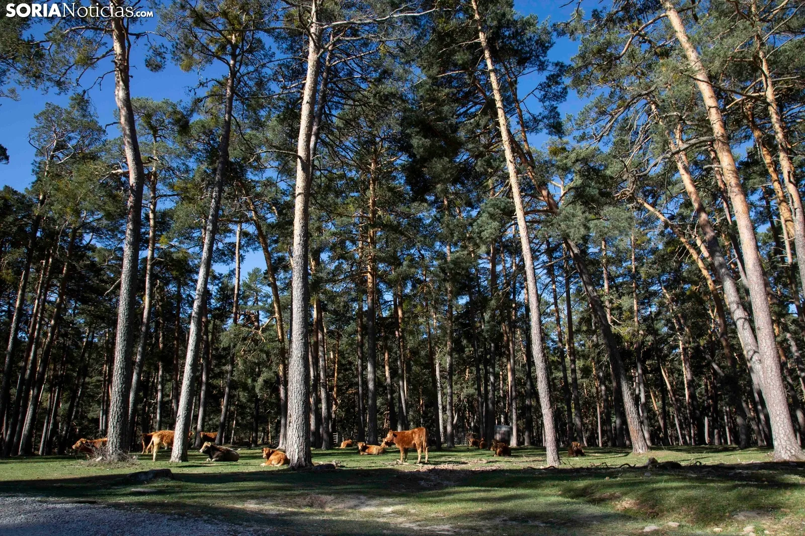 El monte de Covaleda en primavera.