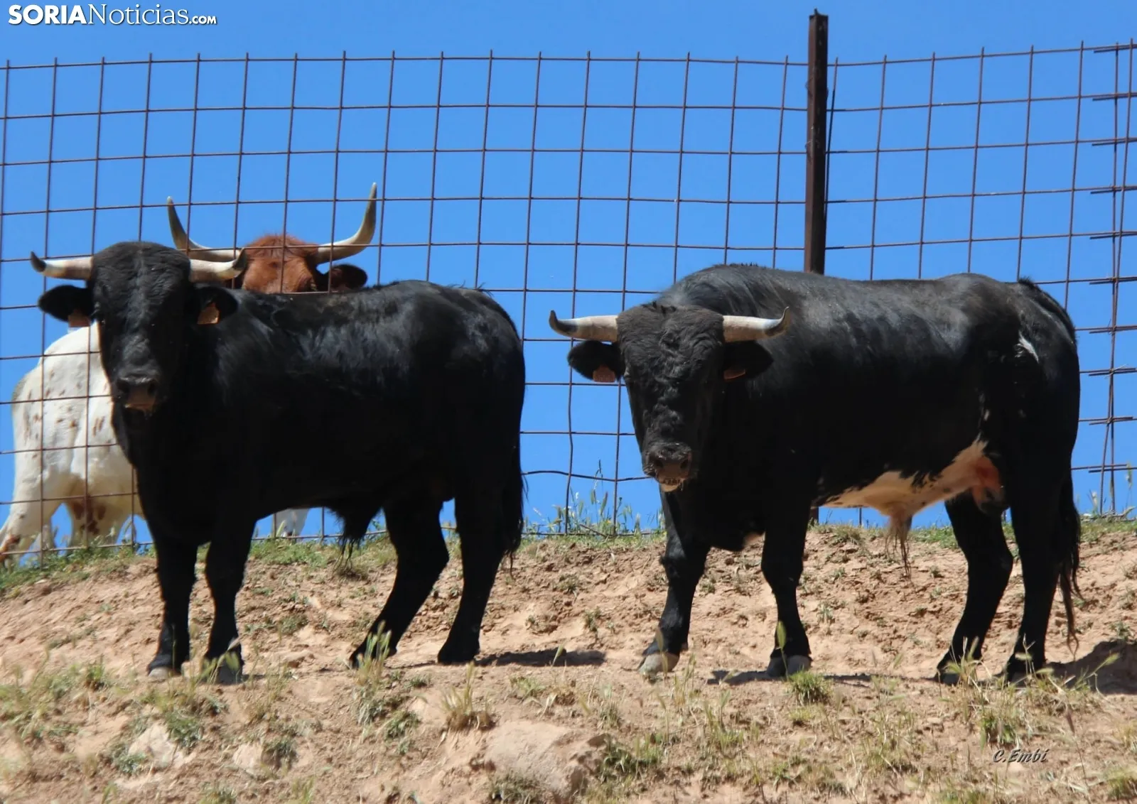 Los novillos que protagonizarán La Saca 2024 en su finca de Guadalajara. Fotos: Carlos Embi