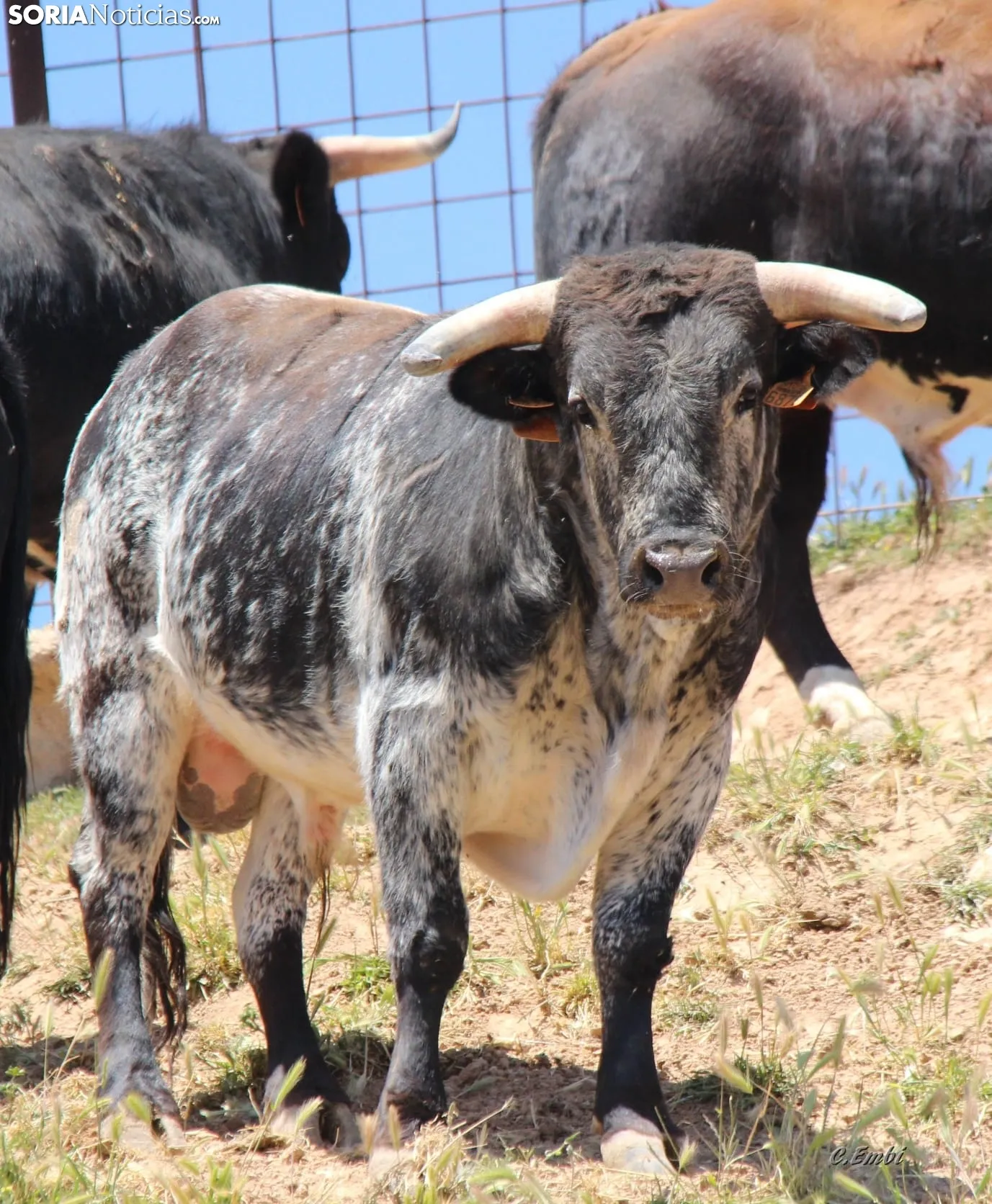 Los novillos que protagonizarán La Saca 2024 en su finca de Guadalajara. Fotos: Carlos Embi