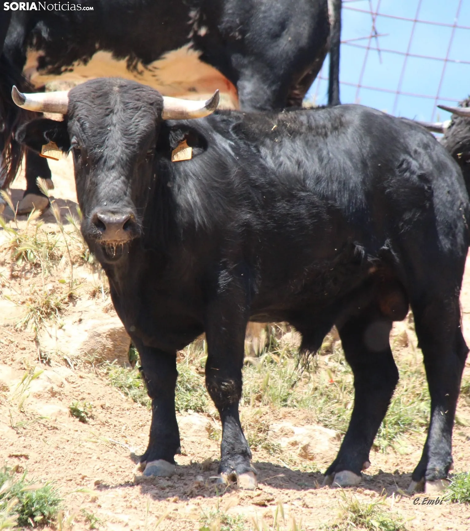 Los novillos que protagonizarán La Saca 2024 en su finca de Guadalajara. Fotos: Carlos Embi