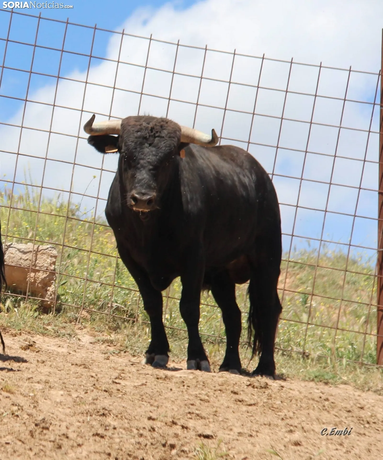 Los novillos que protagonizarán La Saca 2024 en su finca de Guadalajara. Fotos: Carlos Embi
