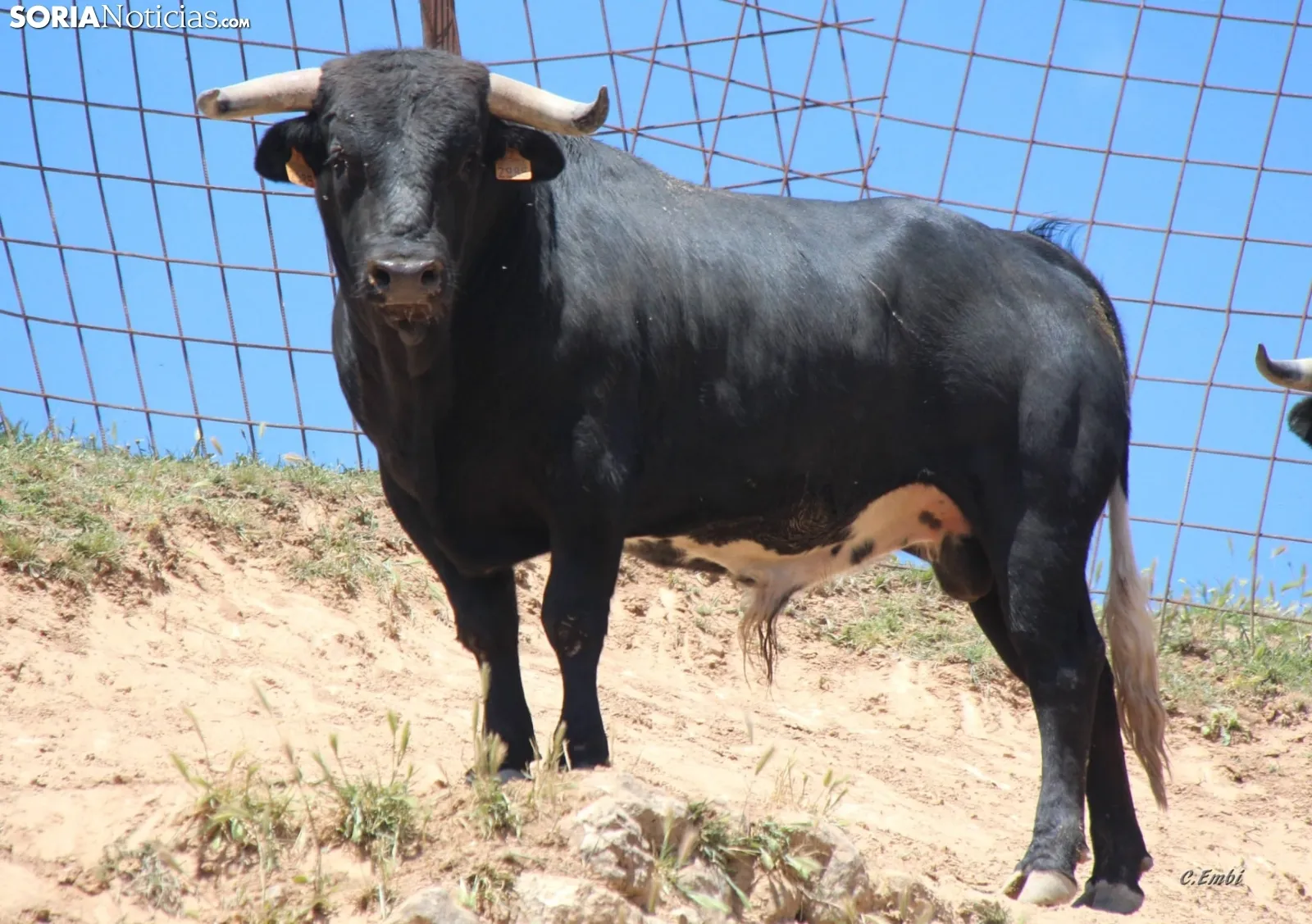 Los novillos que protagonizarán La Saca 2024 en su finca de Guadalajara. Fotos: Carlos Embi